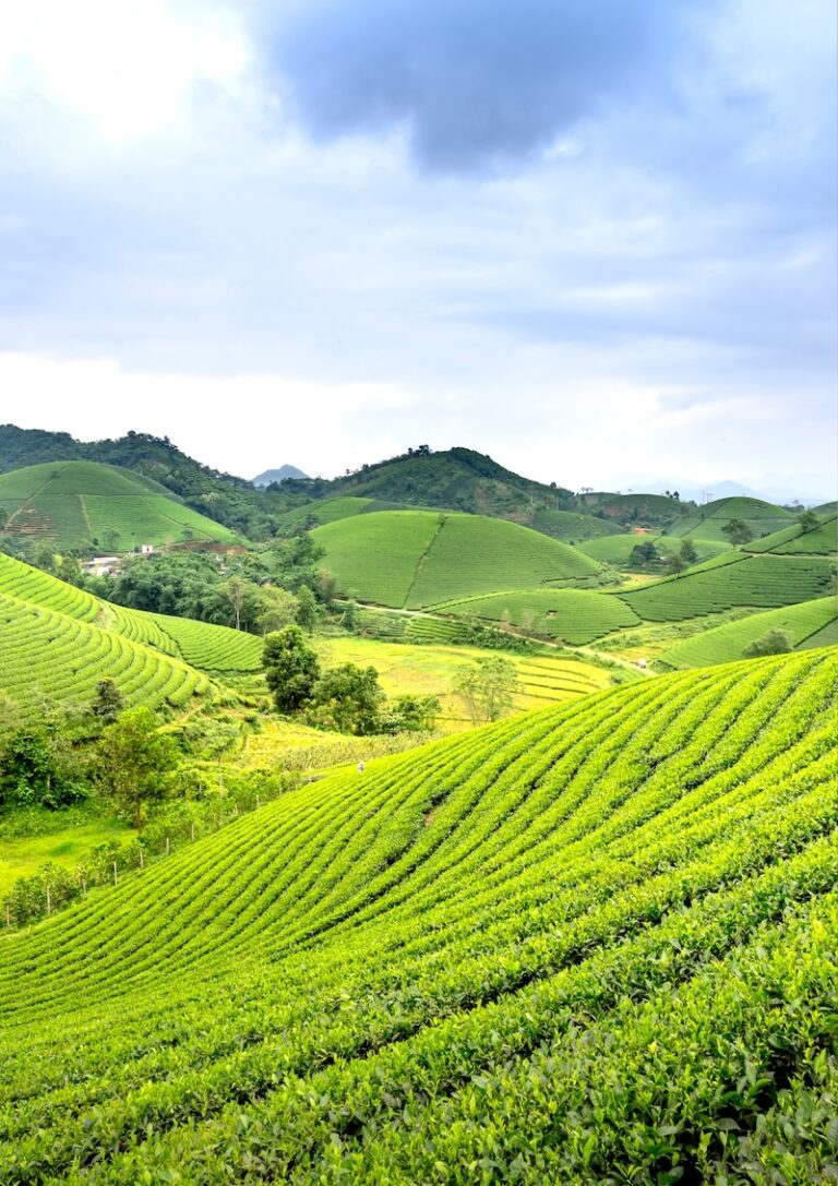 E Rickshaw Manufacturer In India | Victory EV India